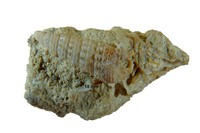 Potamides plicatus